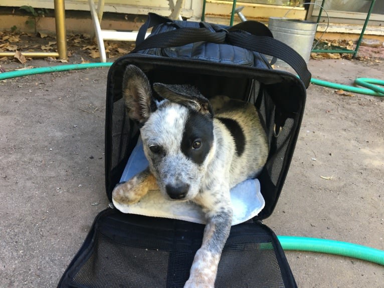 Prozac, an Australian Cattle Dog tested with EmbarkVet.com