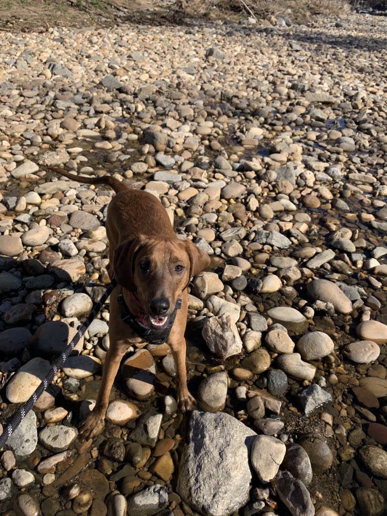 Julie, a Redbone Coonhound and Plott mix tested with EmbarkVet.com