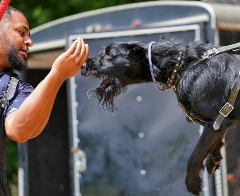 Vaatu, a Black Russian Terrier and Belgian Malinois mix tested with EmbarkVet.com