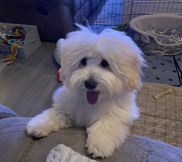 Leo, a Coton de Tulear tested with EmbarkVet.com