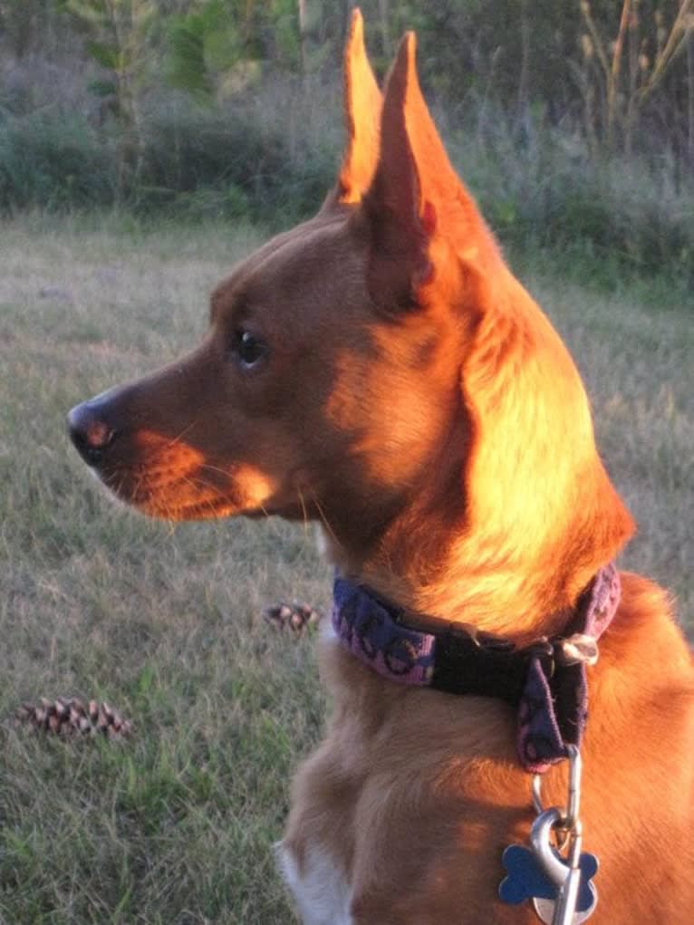 Aidan, a Chihuahua and German Shepherd Dog mix tested with EmbarkVet.com