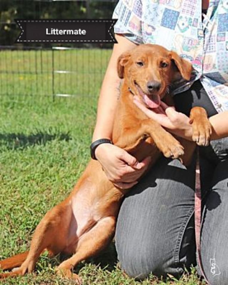 Tuli, a German Shepherd Dog and American Pit Bull Terrier mix tested with EmbarkVet.com