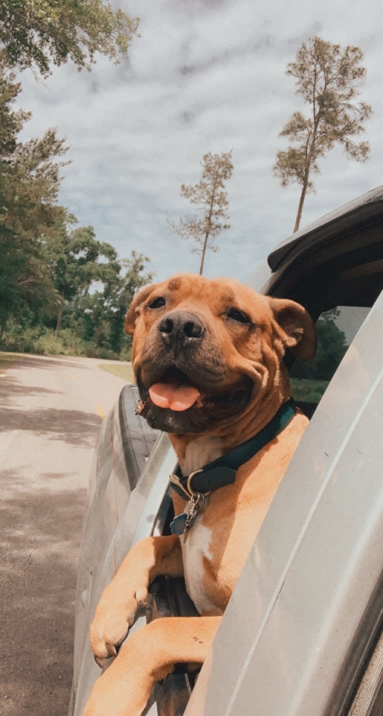 Gus, an American Bully and American Bulldog mix tested with EmbarkVet.com