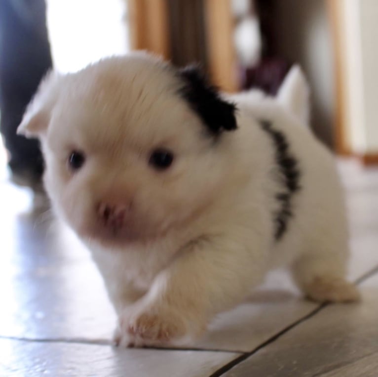 Frankie, a Shih Tzu and Pomeranian mix tested with EmbarkVet.com