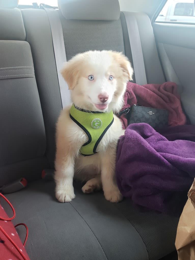 Silas, an Australian Shepherd tested with EmbarkVet.com