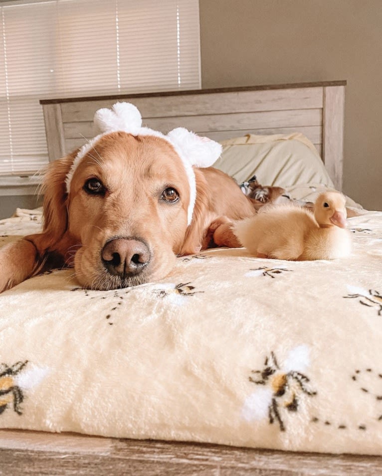 Marley, a Golden Retriever tested with EmbarkVet.com