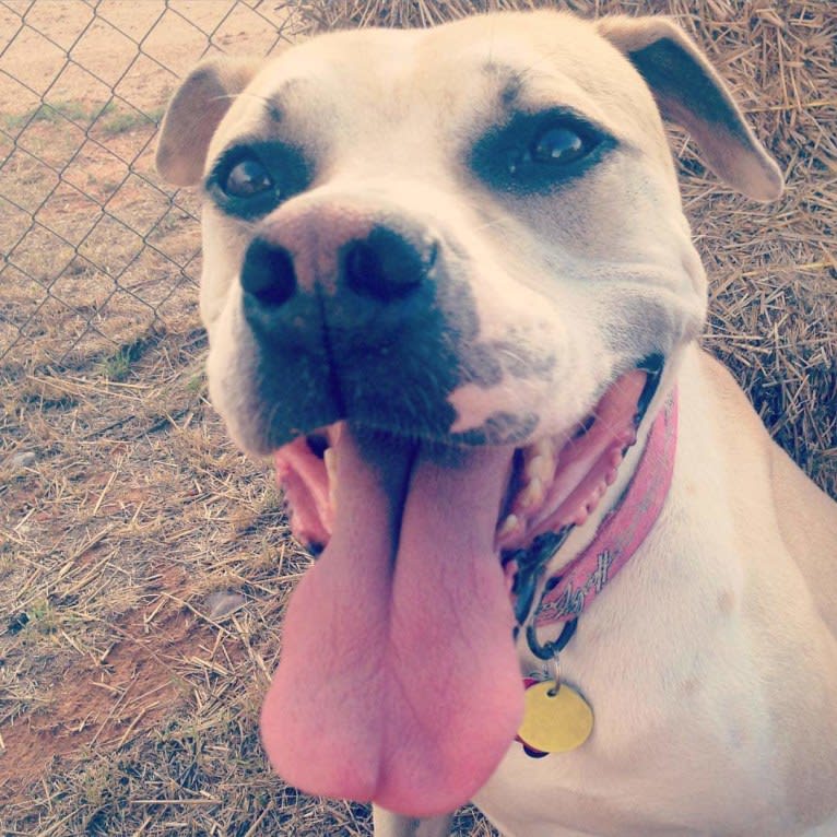 Kita Bonita, an American Bulldog and Chow Chow mix tested with EmbarkVet.com