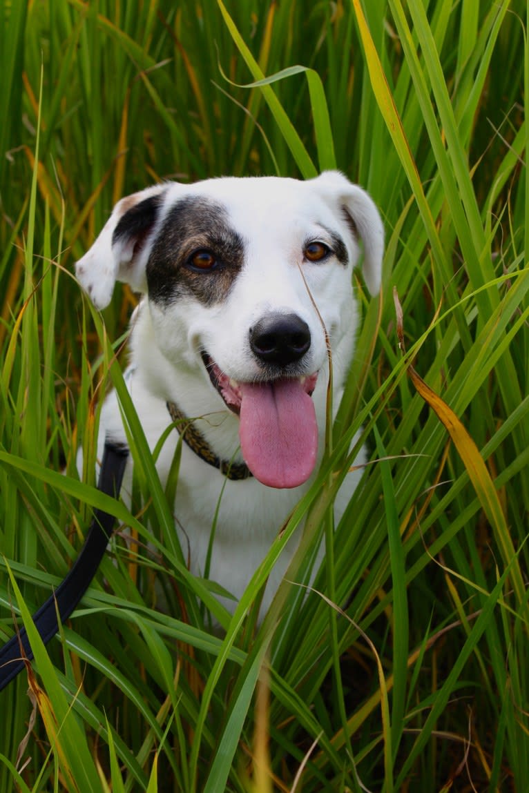 Roma, an European Village Dog tested with EmbarkVet.com