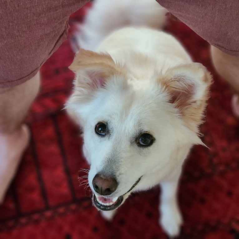 Pawla, a Japanese or Korean Village Dog tested with EmbarkVet.com