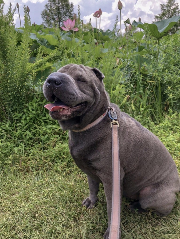 Norma, a Chinese Shar-Pei tested with EmbarkVet.com