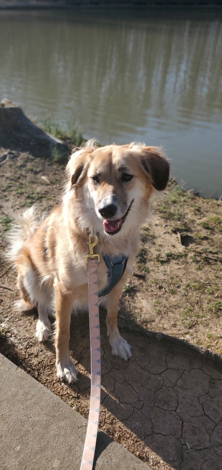 Lucy, an Arabian Village Dog tested with EmbarkVet.com
