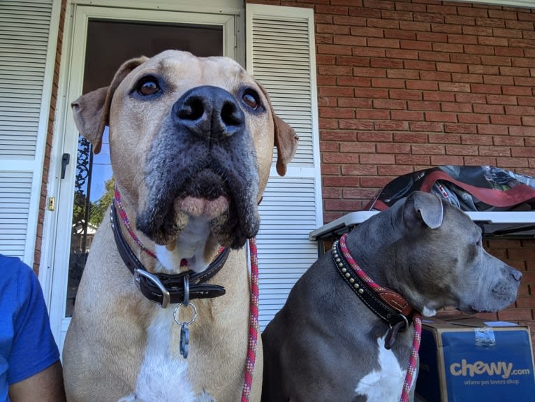 Creedence, an American Pit Bull Terrier and American Staffordshire Terrier mix tested with EmbarkVet.com