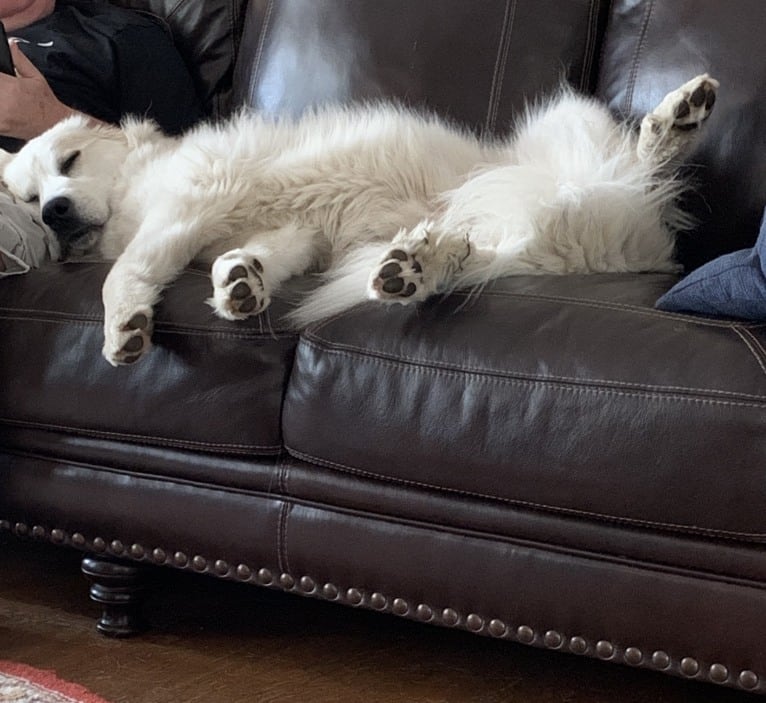 Rose, a Great Pyrenees tested with EmbarkVet.com