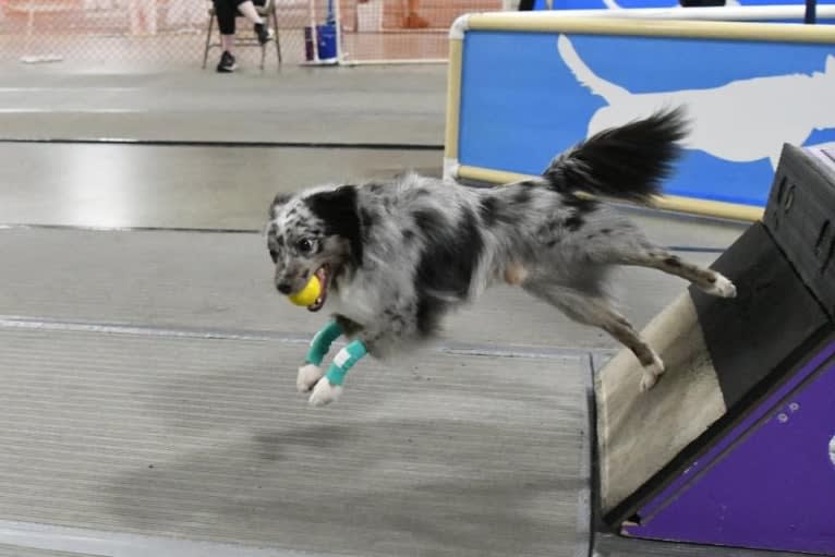 Max, an Australian Shepherd tested with EmbarkVet.com