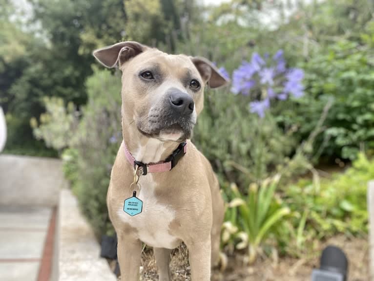 Dani, an American Bully and German Shepherd Dog mix tested with EmbarkVet.com