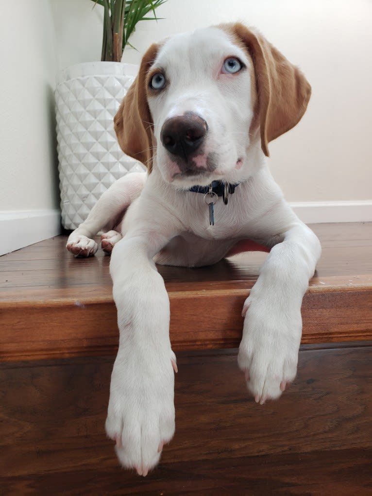 Arlo, an American Foxhound and German Shepherd Dog mix tested with EmbarkVet.com