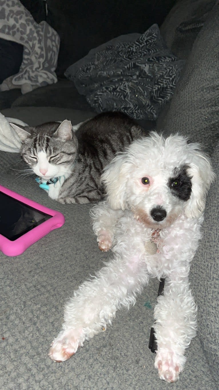 Dolly, a Poodle tested with EmbarkVet.com