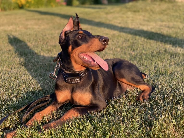 Milou, a Doberman Pinscher tested with EmbarkVet.com