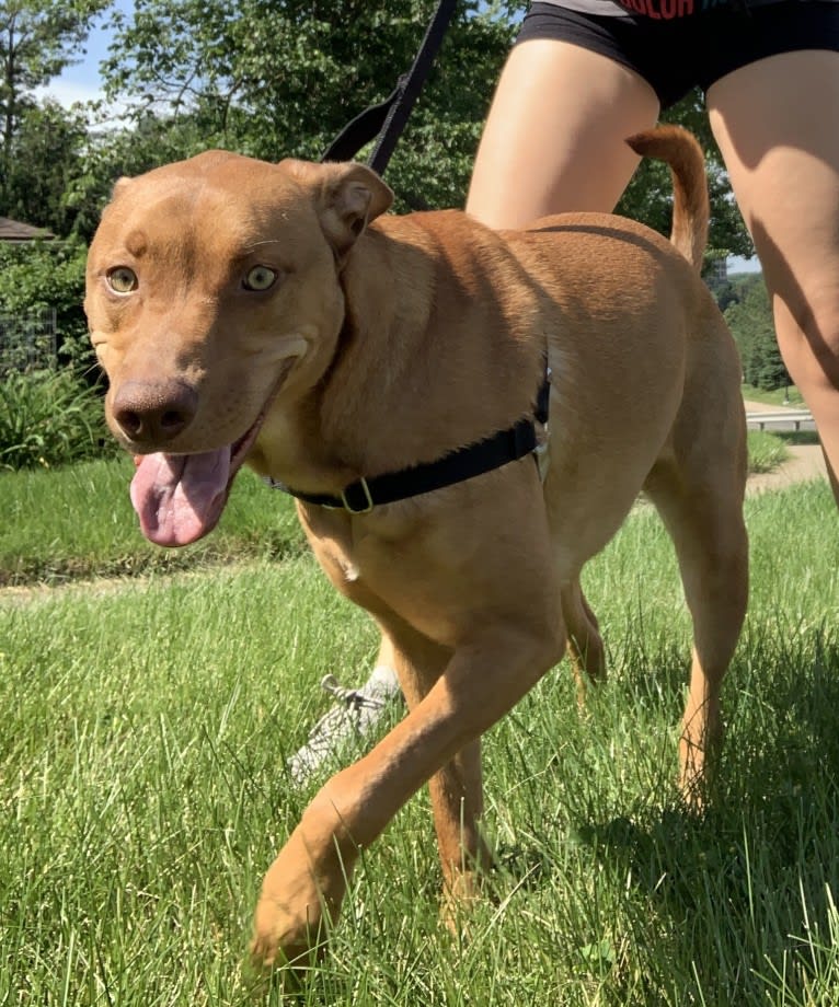 Trout, an American Pit Bull Terrier and Labrador Retriever mix tested with EmbarkVet.com