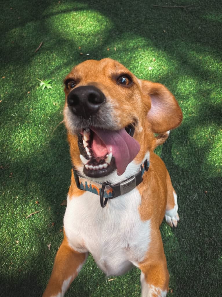 Dublin, a Beagle tested with EmbarkVet.com