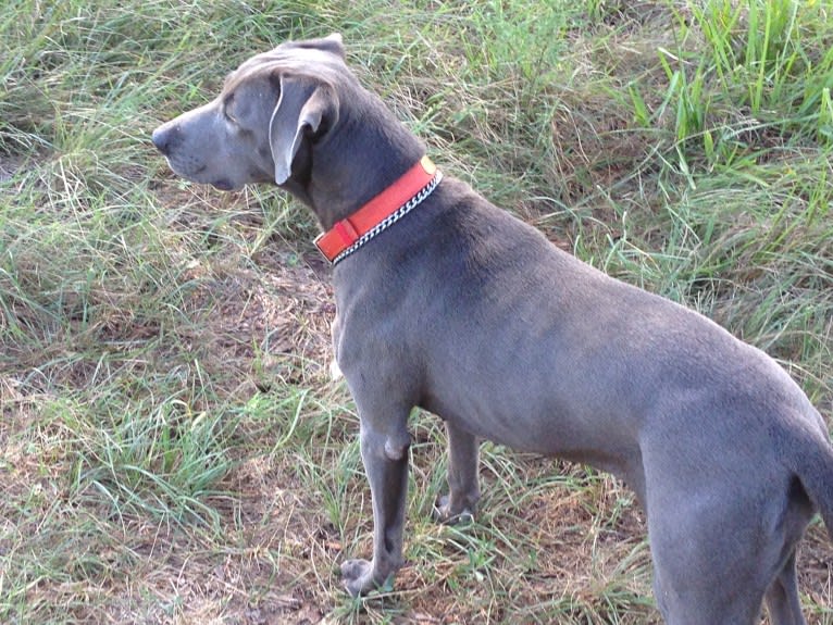 Lynn, a Blue Lacy tested with EmbarkVet.com