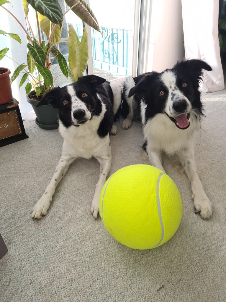 Gypsy, a Border Collie tested with EmbarkVet.com