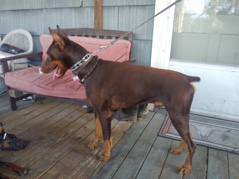 Canelo, a Doberman Pinscher tested with EmbarkVet.com