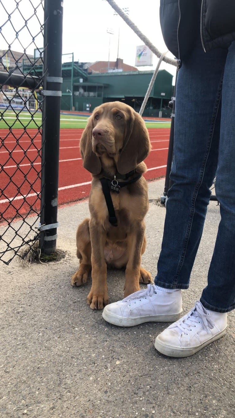 Abe, a Bloodhound and Labrador Retriever mix tested with EmbarkVet.com