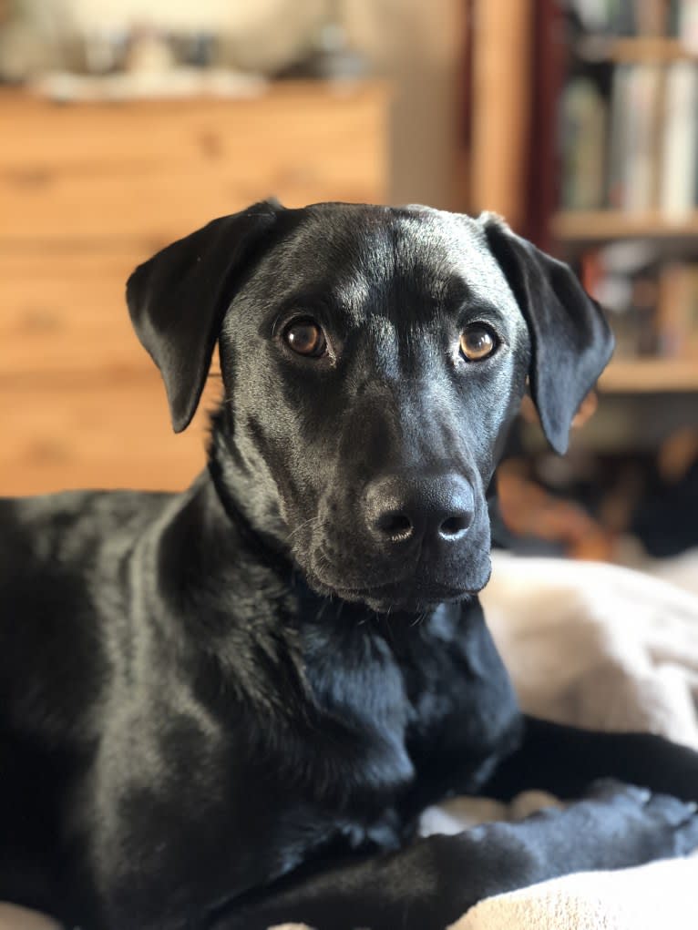 Eclipse, a Labrador Retriever and Mountain Cur mix tested with EmbarkVet.com