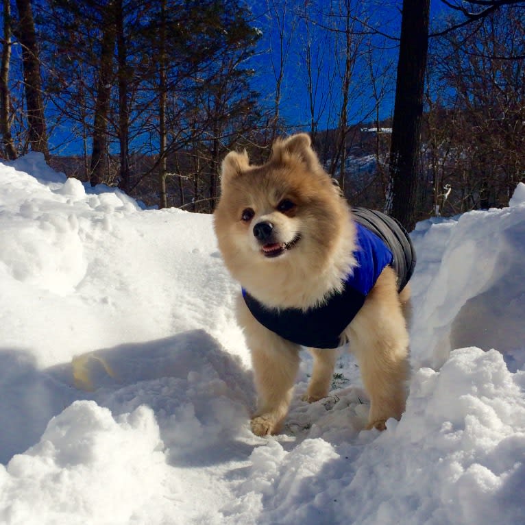 Techno, a Pomeranian tested with EmbarkVet.com