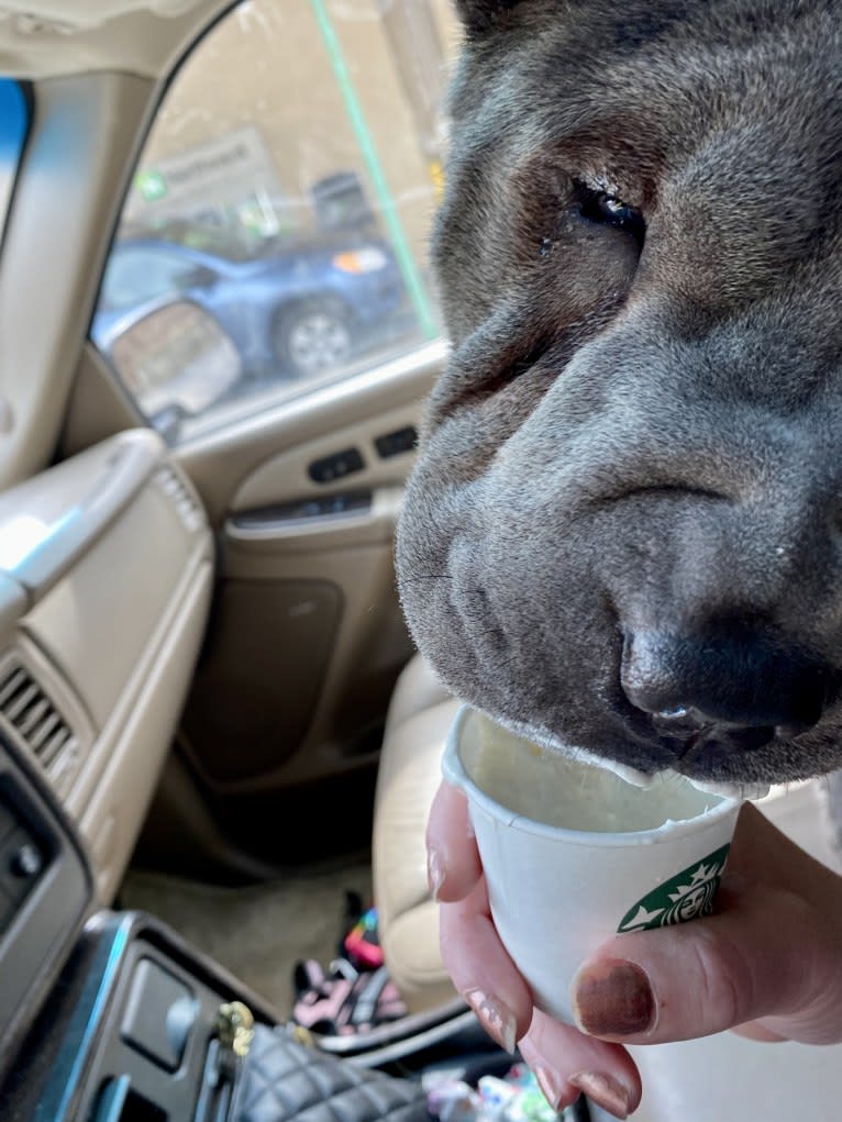 Pumpkin, a Chinese Shar-Pei tested with EmbarkVet.com