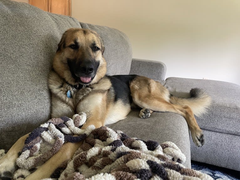 Axl, a German Shepherd Dog and Great Pyrenees mix tested with EmbarkVet.com