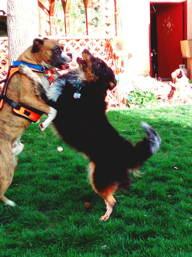 Lancer, an Australian Shepherd and Australian Cattle Dog mix tested with EmbarkVet.com