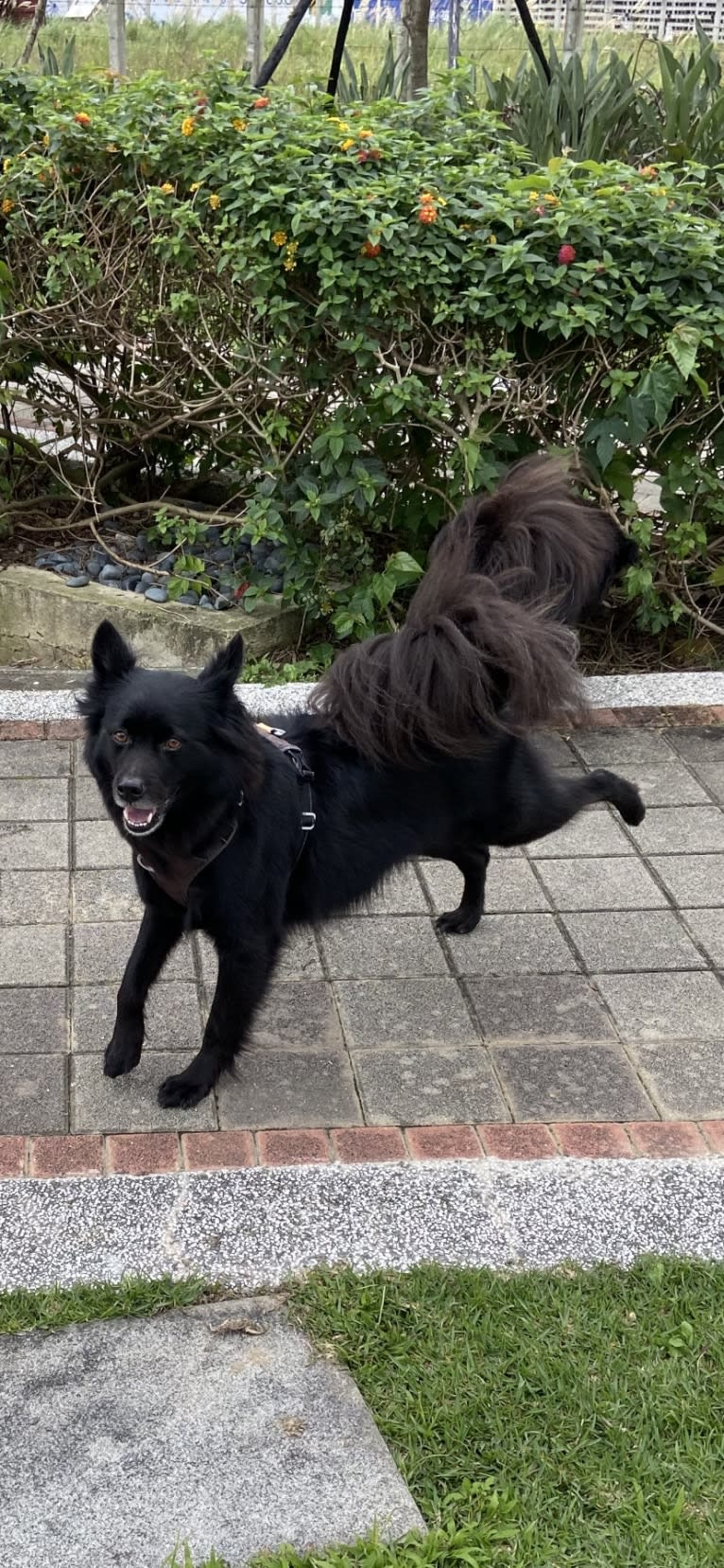 Bravo, a Formosan Mountain Dog tested with EmbarkVet.com