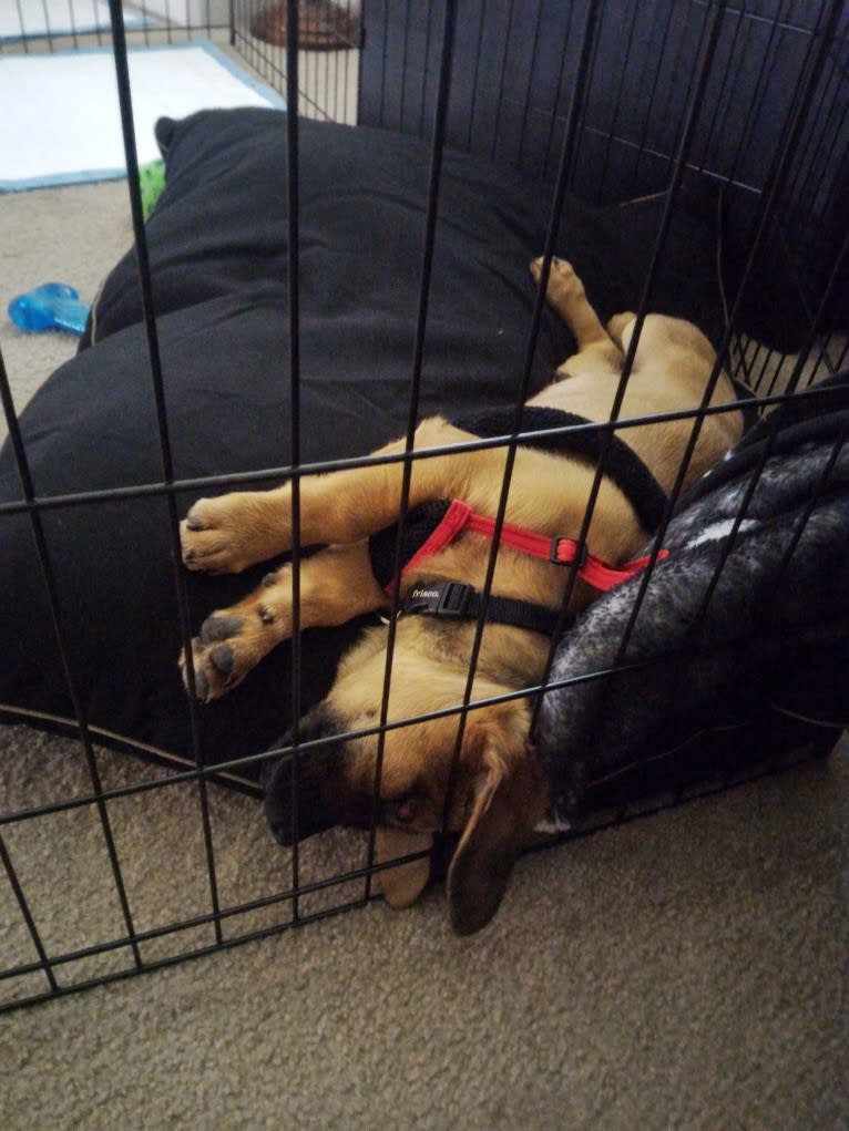 Cody, a Basset Hound and Australian Cattle Dog mix tested with EmbarkVet.com