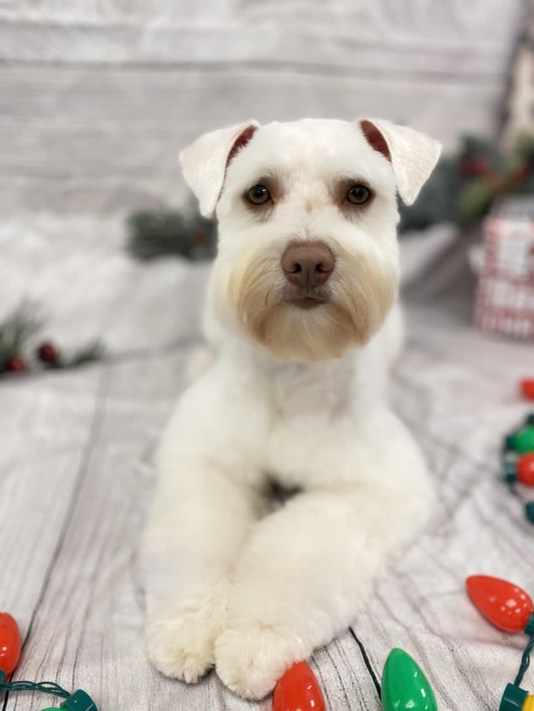 Watson, a Miniature Schnauzer tested with EmbarkVet.com