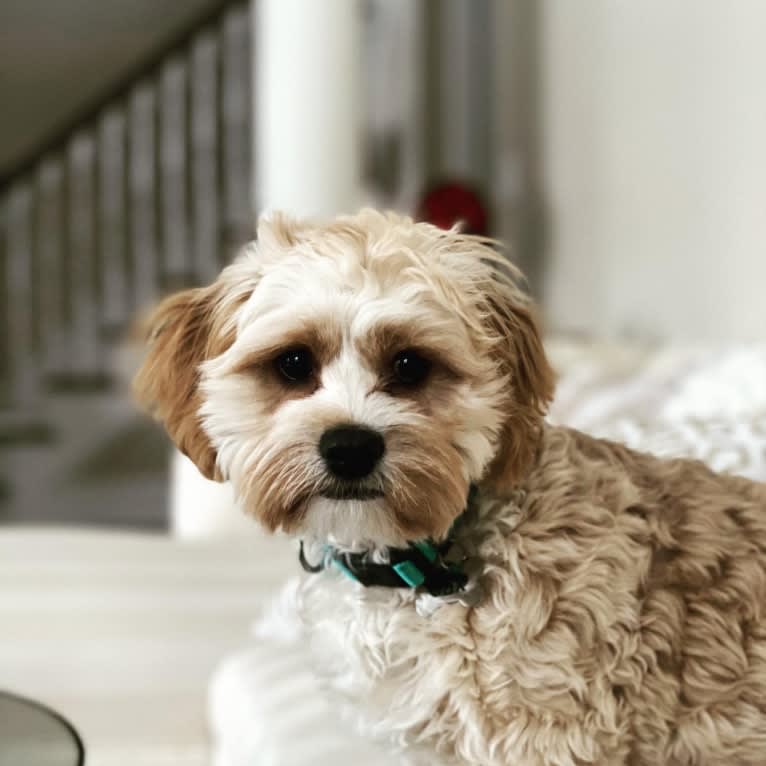 Jax, a Cavalier King Charles Spaniel and Havanese mix tested with EmbarkVet.com