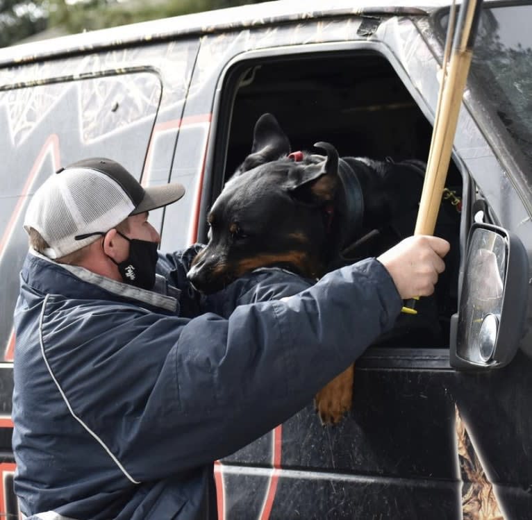 Wüstenhaus Samson, a Rottweiler tested with EmbarkVet.com