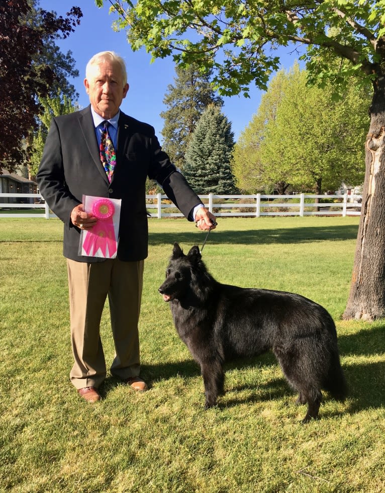 Baku, a Belgian Shepherd tested with EmbarkVet.com