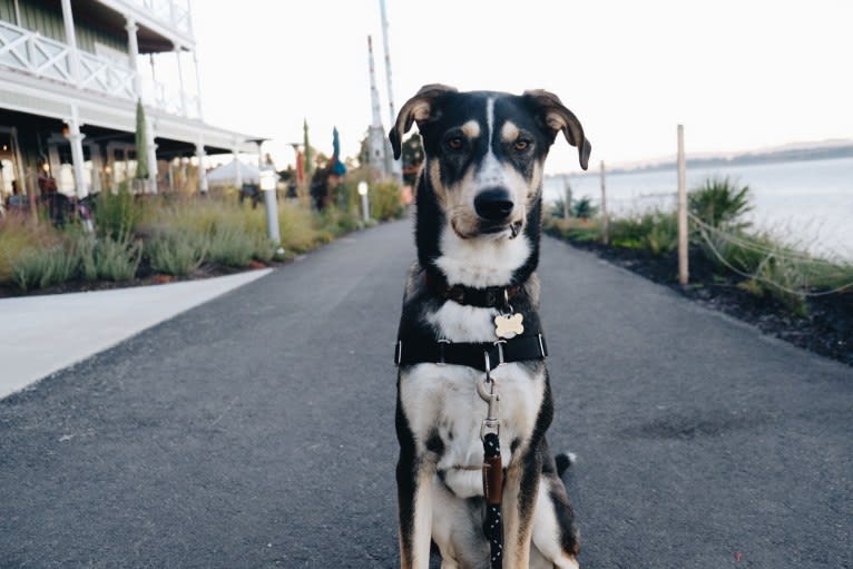 Coava, a German Shorthaired Pointer and Siberian Husky mix tested with EmbarkVet.com