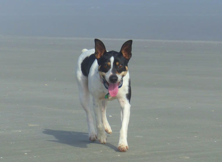 Flick, a Rat Terrier tested with EmbarkVet.com