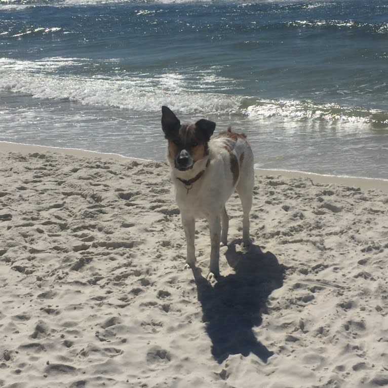 Charlie, a German Shepherd Dog and Labrador Retriever mix tested with EmbarkVet.com