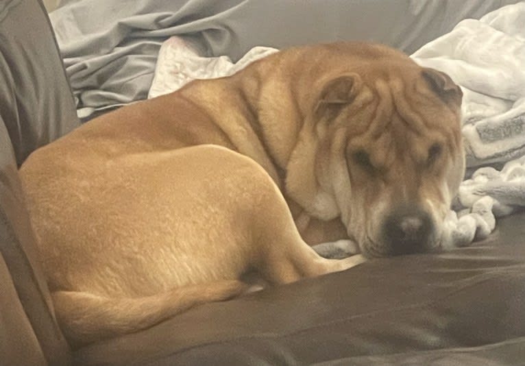 Giorgio, a Chinese Shar-Pei tested with EmbarkVet.com