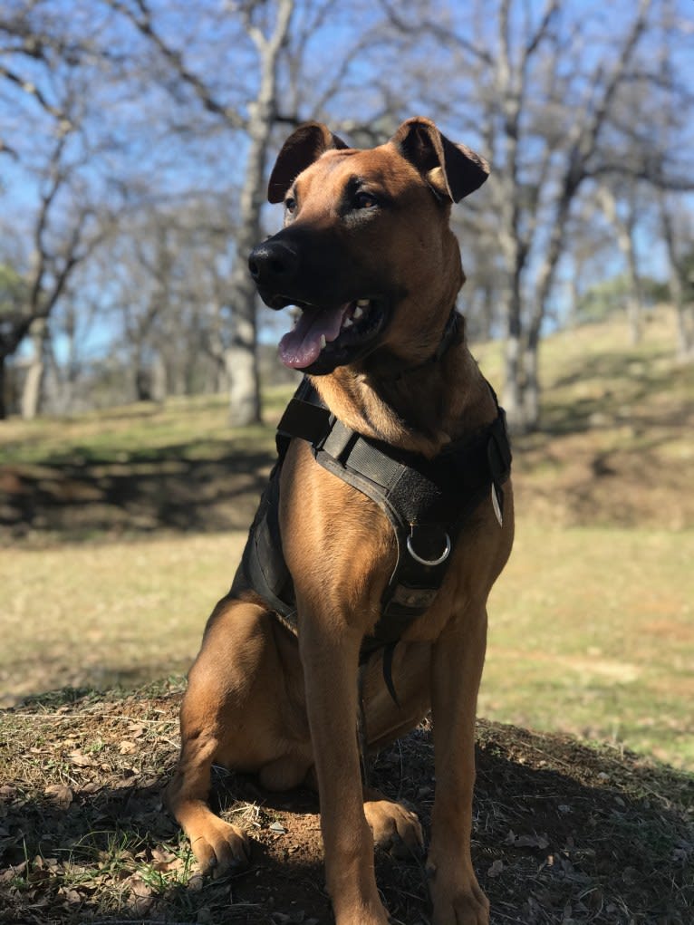 Rocket, a Doberman Pinscher and Belgian Malinois mix tested with EmbarkVet.com