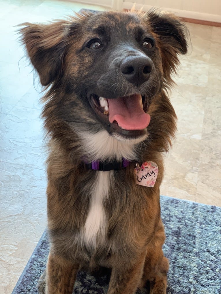 Emmy, an Australian Cattle Dog and Cocker Spaniel mix tested with EmbarkVet.com