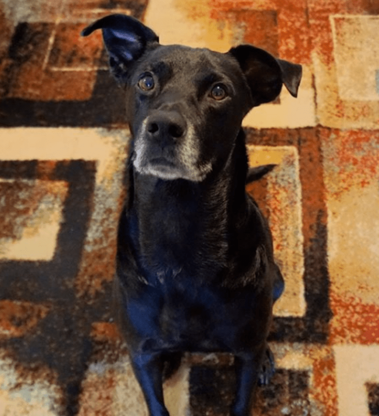 Milo, a Rottweiler and German Shepherd Dog mix tested with EmbarkVet.com