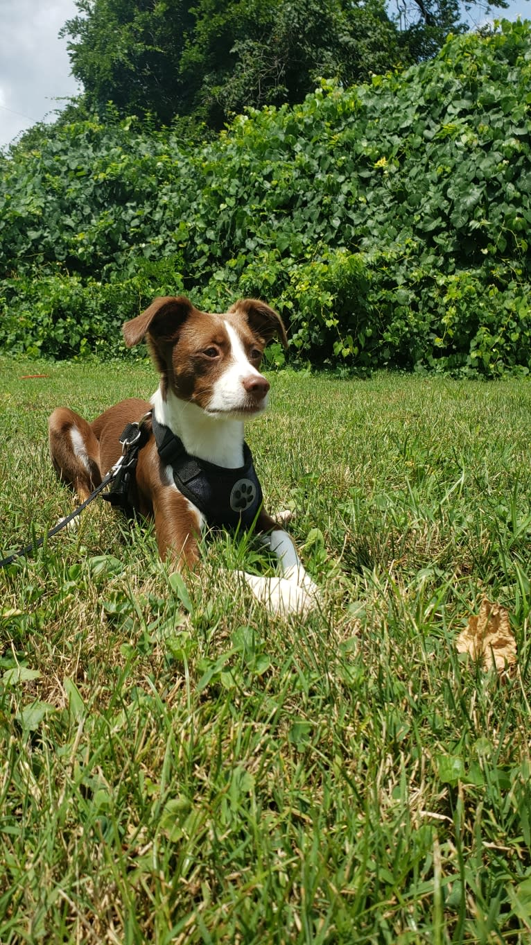 Flea, a Chihuahua and Russell-type Terrier mix tested with EmbarkVet.com