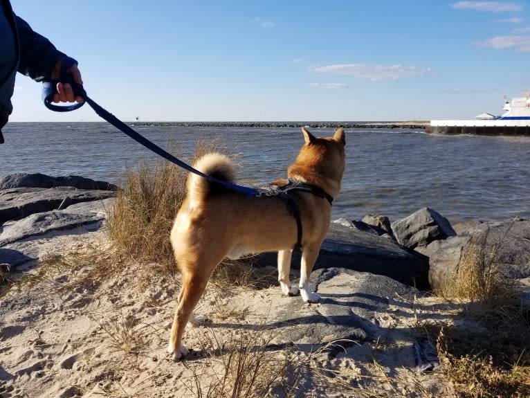 Misiek, a Shiba Inu tested with EmbarkVet.com