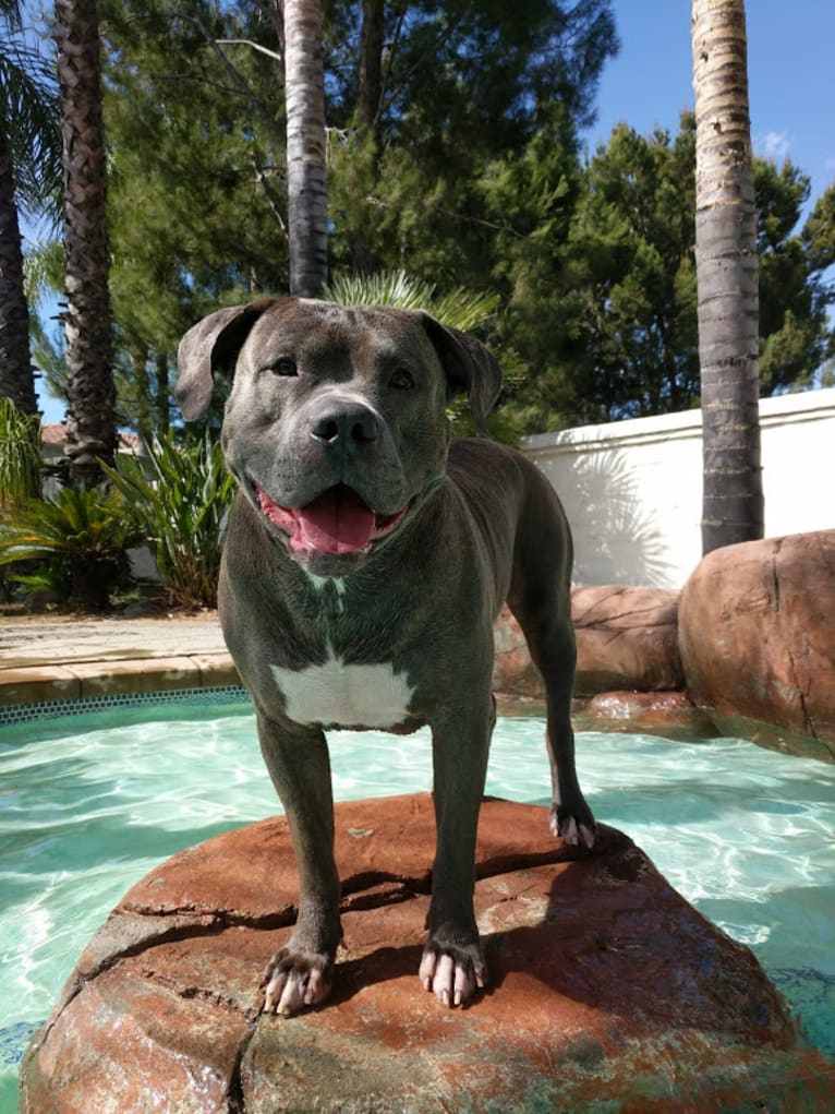 Left Brain, an American Bully and American Bulldog mix tested with EmbarkVet.com