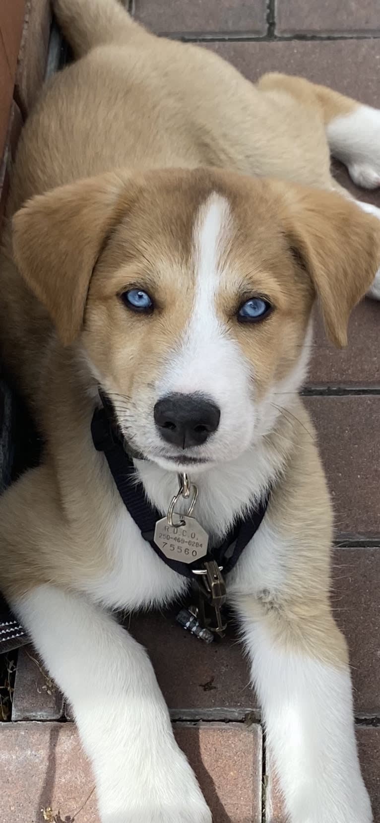 Kayce, a Siberian Husky and Alaskan-type Husky mix tested with EmbarkVet.com